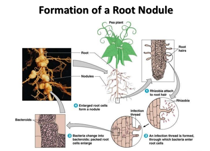 What geological formation has roots