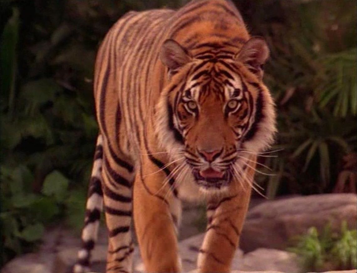 what type of animal is shere khan the villain of the jungle book 6058906e797a8