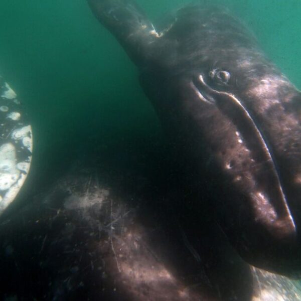 1203971 whales san ignacio killer whales 01 cmc
