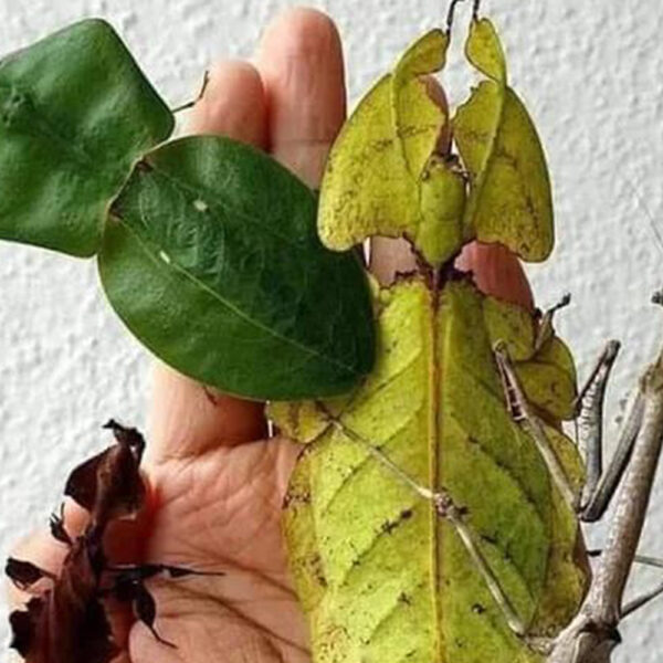 COMP OMF LEAF INSECTS