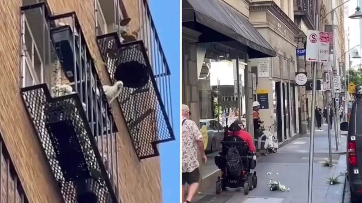 jr cockatoo drops plant pots from balcony